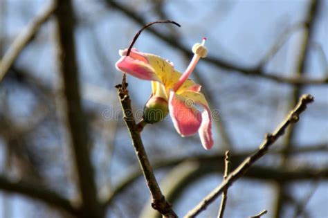 Ceiba Pentandra Cotton Tree Kapok Tree Stock Photo Image Of Used