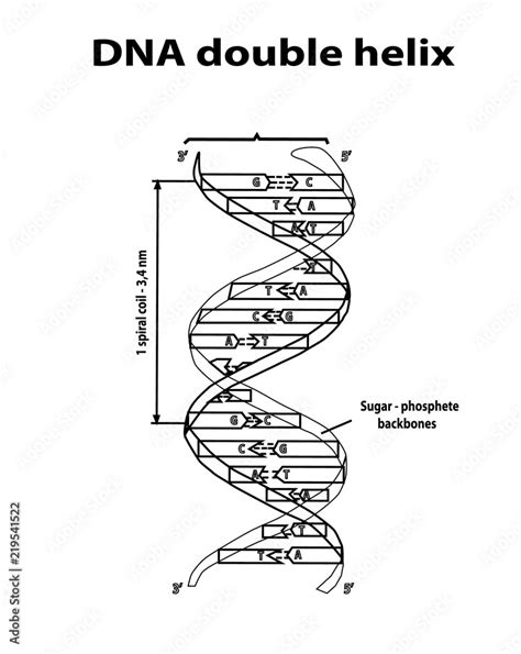 How To Draw Double Helix Structure Of Dna A Given Below Is A Diagram Of A Double Helical