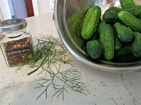 Bottled Gherkins Homemade Dill Pickles Recipe Homemade Pickles