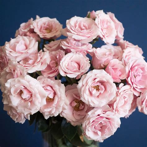 11 Popular Pink Rose Varieties Ideas Rose Varieties Spray Roses Rose