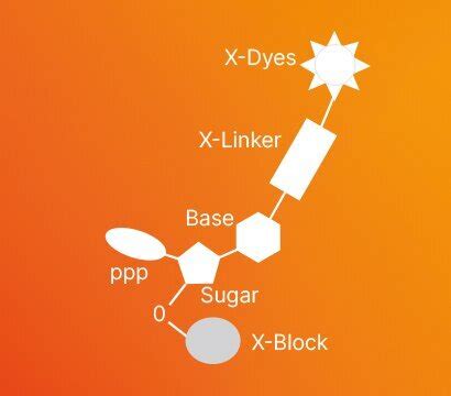 Innovation In Genomics New Sequencing By Synthesis Sbs Chemistry