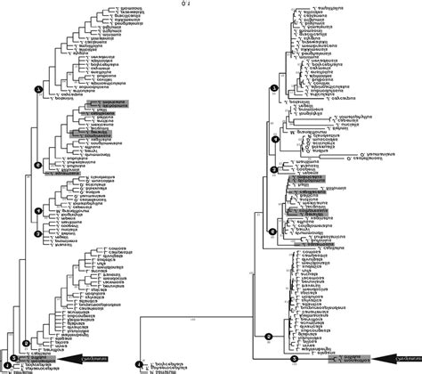 Molecular Phylogenetic Tree Of The Juncaceae Based On Data From Five