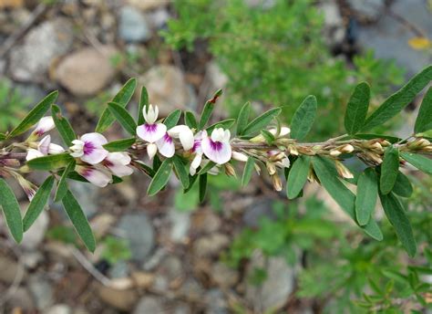 Lespedeza juncea - Изображение особи - Плантариум