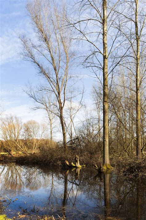 Naked Trees In Open Forest Land Stock Image Image Of Forest Reflection