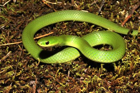 Smooth Green Snake Flickr Photo Sharing