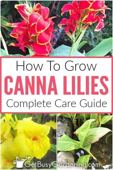 Canna Lily Plant Care And Complete Growing Guide Lily Plant Care Canna