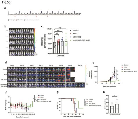 Combined Treatment With Anti Psma Car Nk 92 Cell And Anti Pd L1