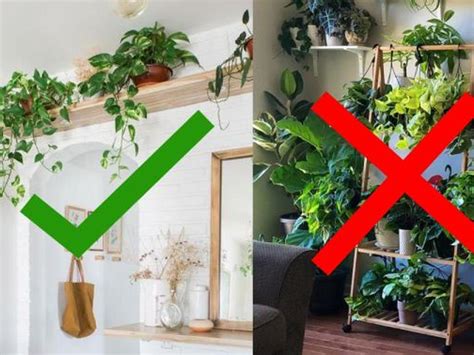 5 Plantas Que No Debes De Tener En Interiores Actitudfem