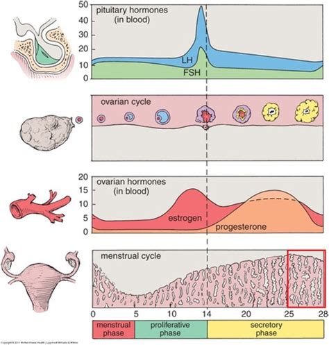 Menstrual Cycle Stuff Flashcards Quizlet