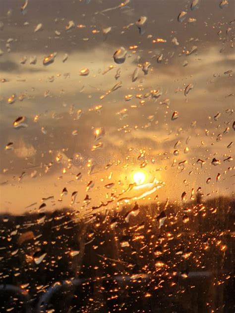 Sunshine On A Rainy Day Stock Image Image Of Sunflowers 14788261