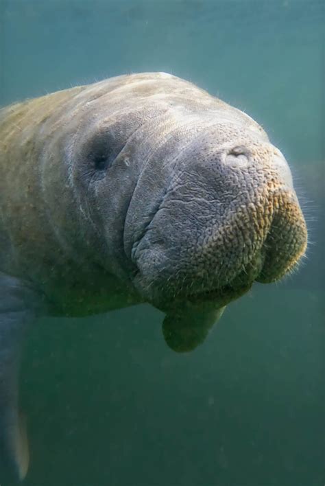 10 Best Places for Kayaking with Manatees in Florida - Uprooted Traveler