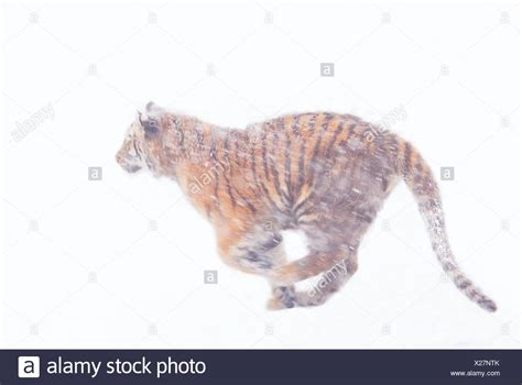 Tiger Running Snow High Resolution Stock Photography and Images - Alamy