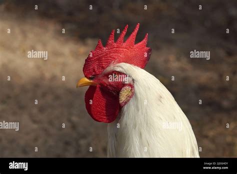 Weisser hahn white rooster hi-res stock photography and images - Alamy