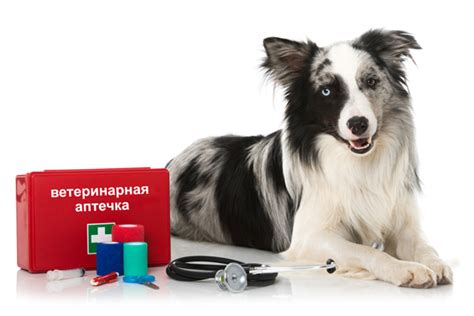 Ветеринарная аптечка для собак: инструменты и средства на все случаи ...