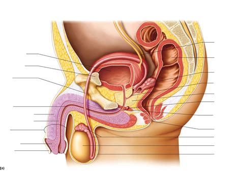 Male Reproductive System Quiz