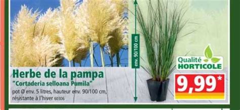 Promo Herbe De La Pampa Cortaderia Selloana Pumila Chez Norma