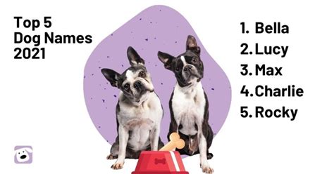 Most Popular Dog And Cat Names From 2021 Wet Noses Pet Sitting