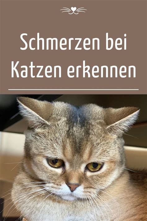 Schmerzen Bei Katzen Erkennen In Katzen Katzengesundheit