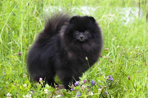 Black Samoyed: Do Black Samoyeds Actually Exist?