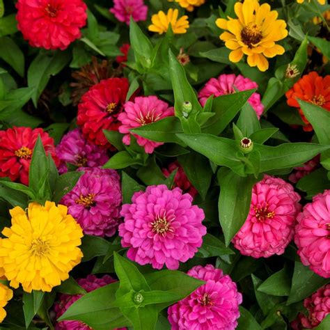 Zinnia Lilliput Mix Seeds The Seed Collection