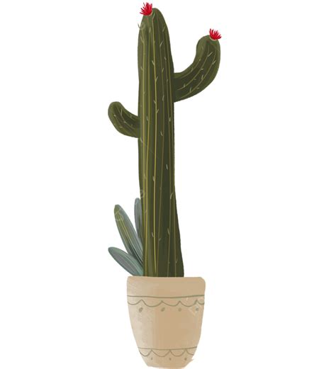 Plantas De Cactus En Macetas Png Plantas En Macetas Cactus Planta Png Imagen Para Descarga