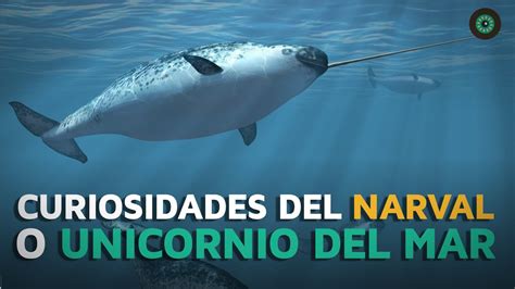 Curiosidades Del Narval El Unicornio Marino Youtube