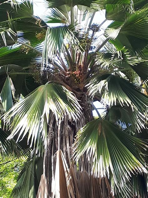 Palm Tree Identification