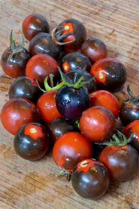 Tomato Fahrenheit Blue Seedfreaks Sow The Change You Want To Seed