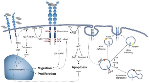 Ijms Free Full Text Molecular Pharmacology Of Vegf A Isoforms