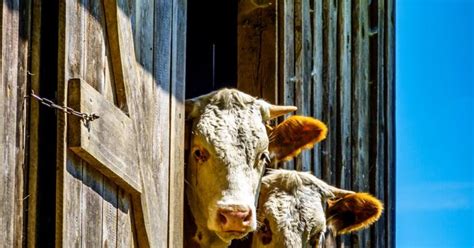 Landwirt bei Sex im Kälberstall erwischt Prozess gegen Noch Ehefrau Kurier