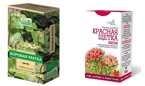 Боровая матка и Красная щетка: сравнение, что лучше и эффективнее | В ...