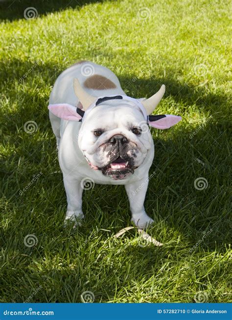 Are Bull Horns Good For Dogs