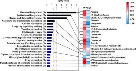 The Relationship Between Top 20 Enriched Pathways Bar Chart On The