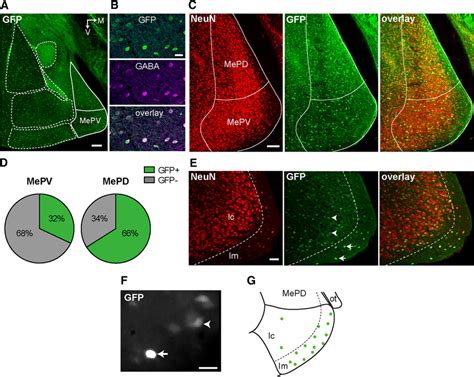 The Majority Of MePV Neurons Are Non GABAergic A Coronal Section