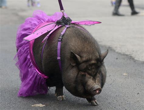 Pugs As Pumpkins Pigs As Fairies 16 Creative Pet Costumes From Annual