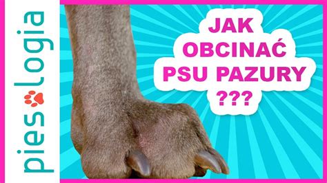 Jak Obcina Psu Pazury Youtube