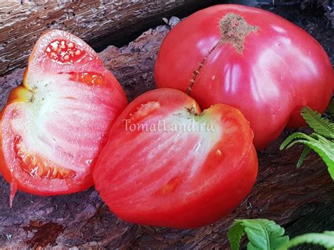 Томат Уральский богатырь: отзывы, описание сорта, фото | tomatland.ru