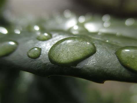 Banco De Imagens Agua Natureza Grama Ramo Solta Orvalho Plantar