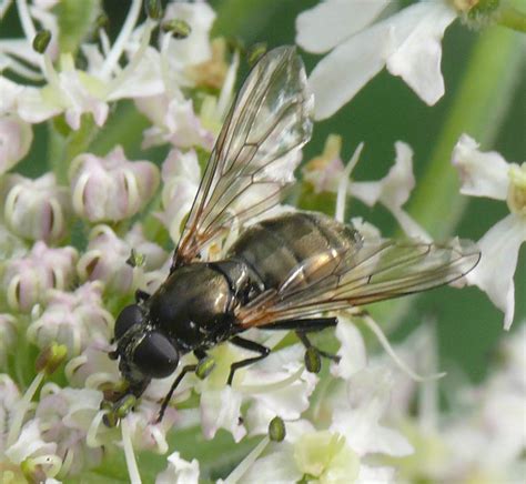 Diptera Info Discussion Forum Metallic Syrphid Pics