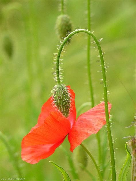 Macrophotographie Fleur Coquelicot Papaver Rhoeas P1270853