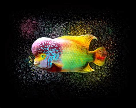 Rainbow Flowerhorn Cichlid 001 Digital Art by Scott Wallace Digital ...