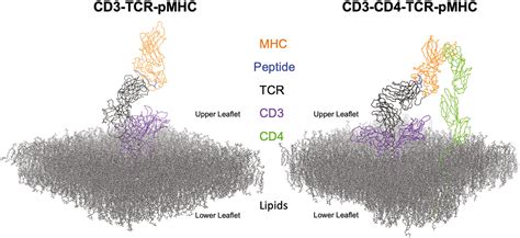 A Dynamic Biomimetic Model Of The Membrane Bound Cd Cd Tcr Complex