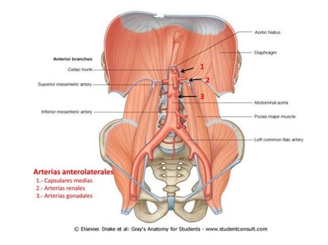 Irrigaci N Del Abdomen Ppt