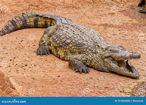 Large Nile Crocodile Crocodylus Niloticus Resting In A Sandy