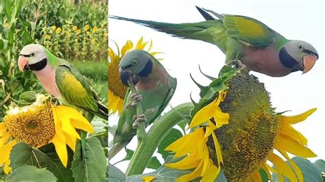 Funny Talking Parrots Eat Sunflower With Parrot Vlog Parrot Point