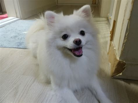 About Pomeranian :: Small Dog Breeds - J'S BLOG