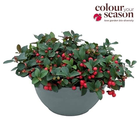 Gaultheria Big Berry Schaal 30 GAULTROOD30 FloraXchange