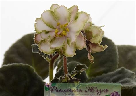 ПТ-Танец Тростника