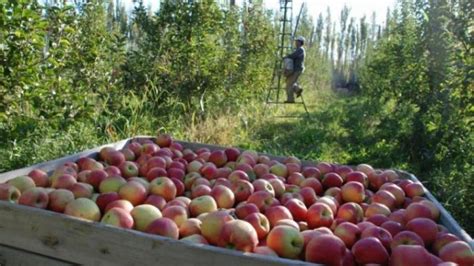 Los Productores De Fruta Del Alto Valle Acercaron Sus Reclamos A Sergio