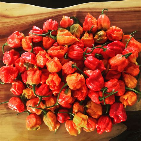 Carolina Reaper Peppers